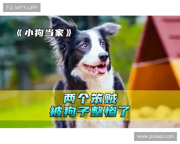 小犬当家：一只聪明小狗引领家庭冒险的温馨故事